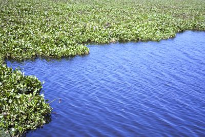 High angle view of plants by river