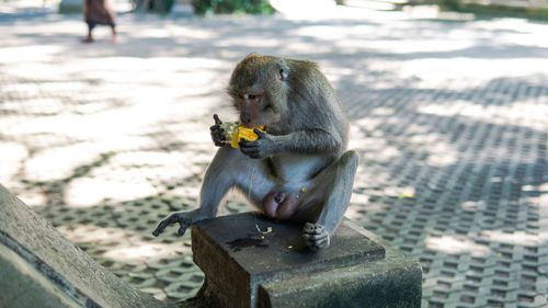 Monkey eating food