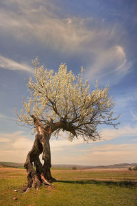 Tree on field against sky during sunset