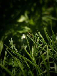 Close-up of insect on plant