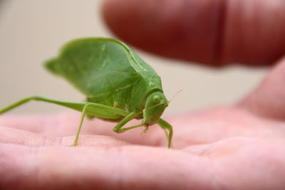 Close-up of insect on hand