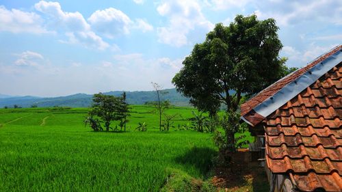 Scenic view of agricultural field against sky