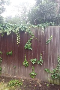 Plants growing on tree trunk