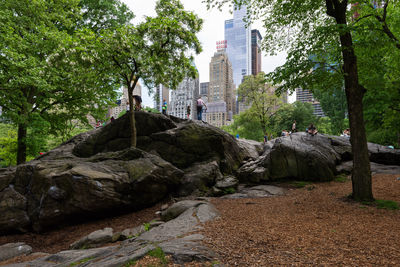 Trees and rocks by buildings in city