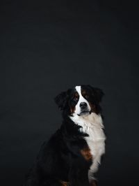 Portrait of a dog over black background