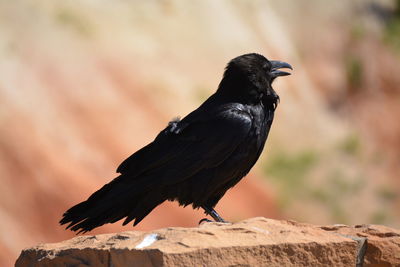 Close-up of sparrow perching on rock