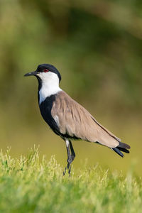 Spur-winged lapwing stand on the ground