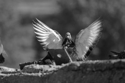 Close-up of birds flying