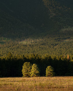 Scenic view of field