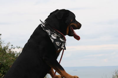 Dog on rock against sky