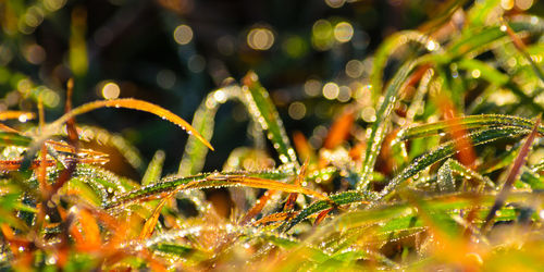 Close-up of grass