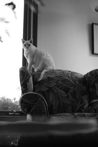 Side view of cat sitting on window