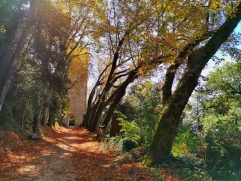 Trees in forest during autumn