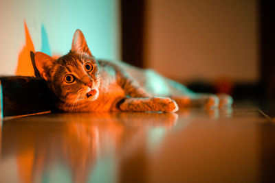 Portrait of cat relaxing on floor at home