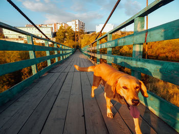 View of dog on bridge against sky