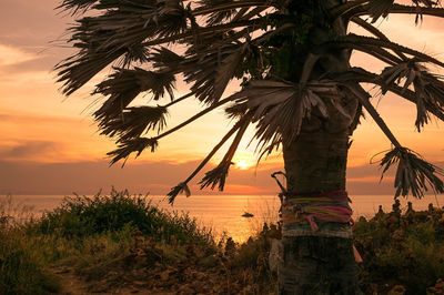 Palm tree by sea against sky during sunset