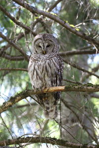 Close-up of owl perching on tree