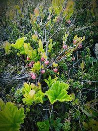 Close-up of flowers in forest