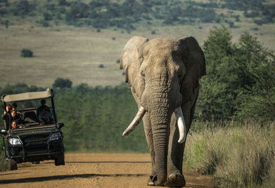 Elephant walking on dirt road