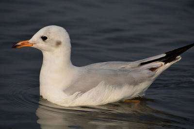 Close-up of seagull swimming in sea