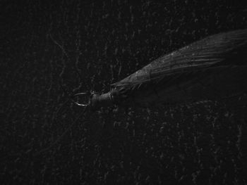 Close-up of lizard on tree at night