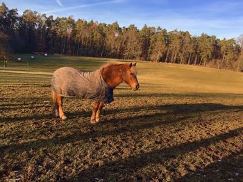 Horse standing in a field