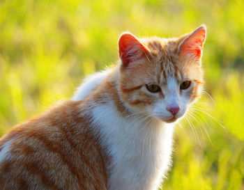 Close-up of a cat looking away