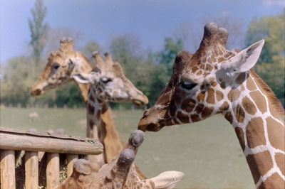 Close-up of giraffe against sky