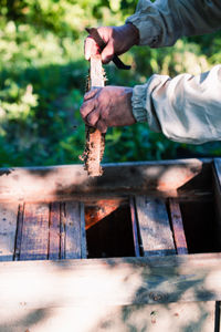 Beekeeper working in apiary, drawing out the honeycomb with bees and honey on it from a hive