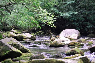 Scenic view of river in forest