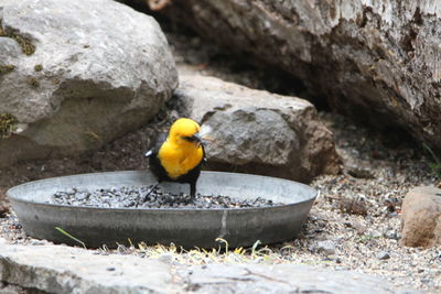 bird