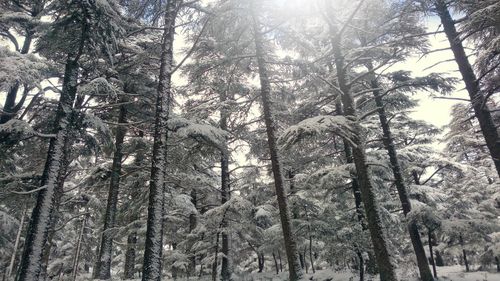 Low angle view of trees in forest during winter