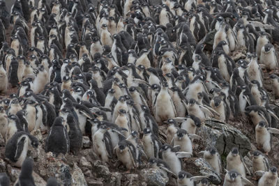 High angle view of a birds