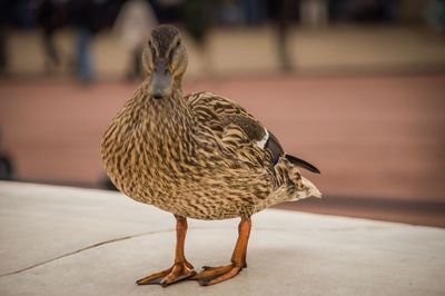 Close-up of mandarin duck perching on sidewalk