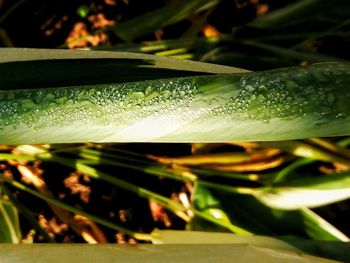 Close-up of snake on grass