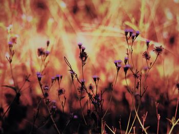 Close-up of flowering plants on field