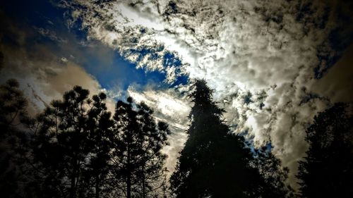 Low angle view of silhouette trees against sky