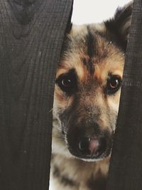 Close-up portrait of dog