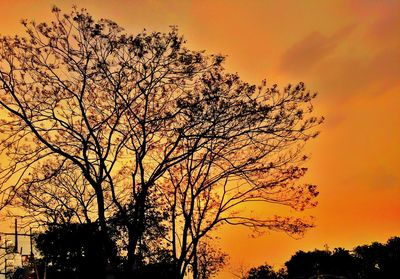 Low angle view of silhouette bare tree against orange sky