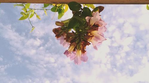 Low angle view of pink flowers