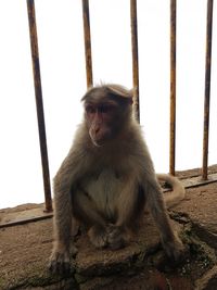 Close-up of monkey sitting on stone wall