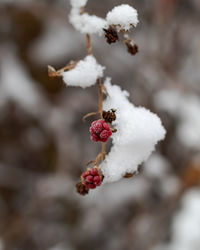 Close-up of frozen plant