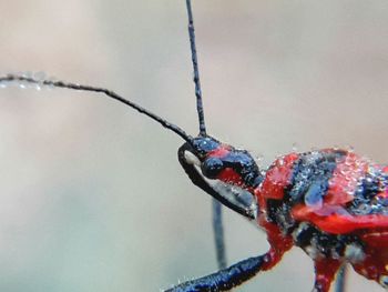 Close-up of insect