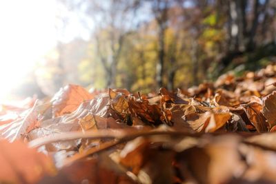 Close-up of dry autumn leaves