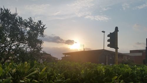 Plants and trees against sky during sunset