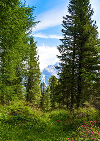 Trees in forest against sky