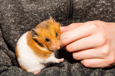 Close-up of person holding hands