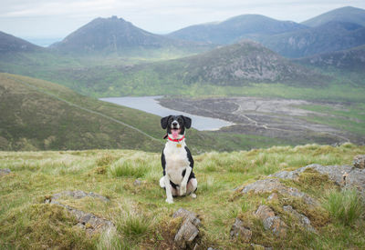 View of a dog on landscape