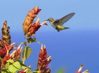 Low angle view of bird flying in sky