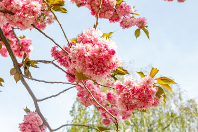 Low angle view of pink cherry blossoms against sky